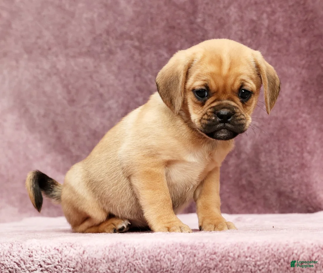 Puggle dogs for sale: Paula - Ad 3