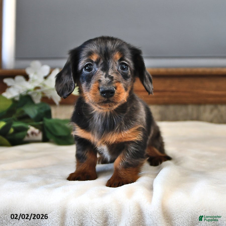 Miniature Dachshund dogs Daisy - Ad 1