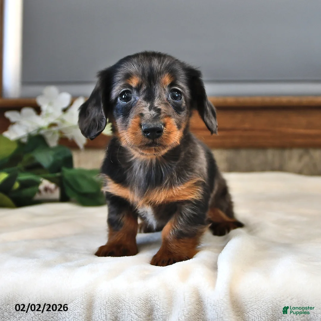 Miniature Dachshund dogs for sale: Daisy - Ad 1