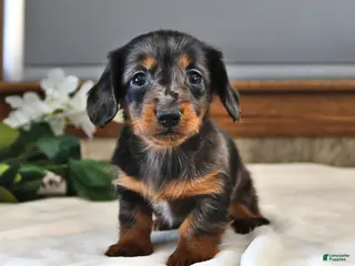 Miniature Dachshund dogs Daisy - Ad 1