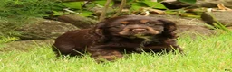 Cocker Spaniel dogs for sale: Melody - Ad 4