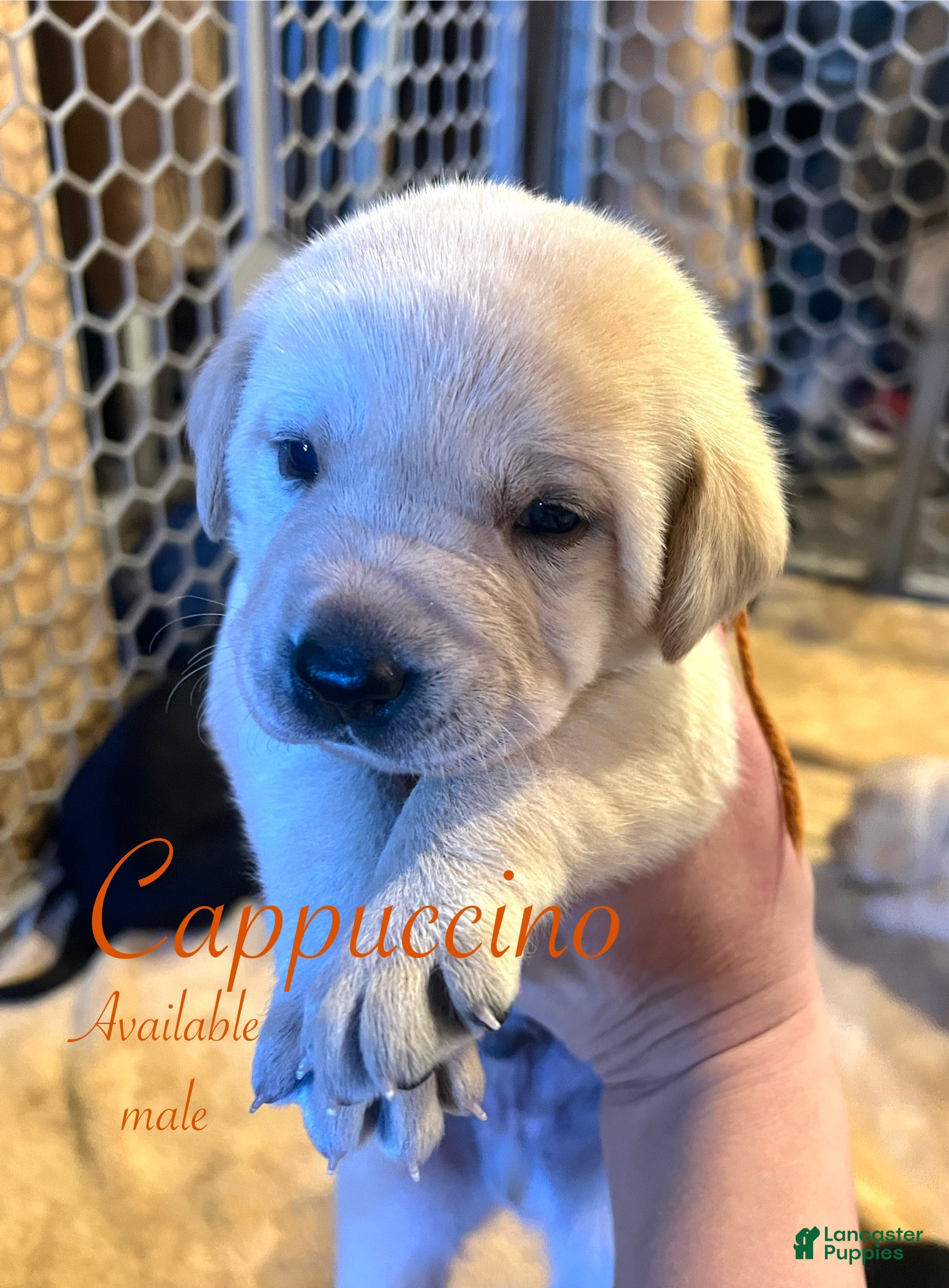 Labrador Retriever dogs Cappuccino  - Ad 23