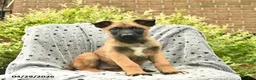 Belgian Malinois dogs for sale: Tyson  - Ad 1
