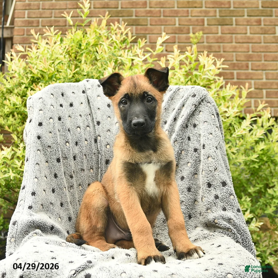Belgian Malinois dogs for sale: Tyson  - Ad 1