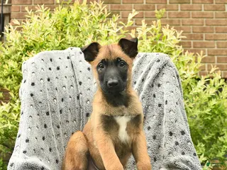 Belgian Malinois dogs for sale: Tyson - Ad 3
