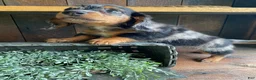 Miniature Dachshund dogs for sale: Bonnie - Ad 9