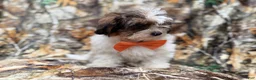 Shihpoo dogs for sale: Dagger - Ad 7