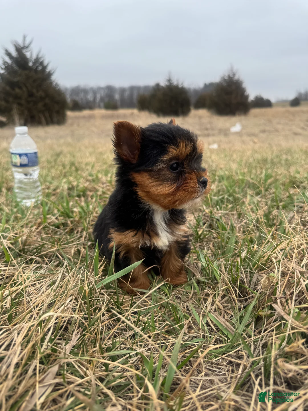 Yorkshire Terrier dogs for sale: Yorkshire Terrier Puppy 4 - Ad 2