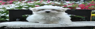 Buddy