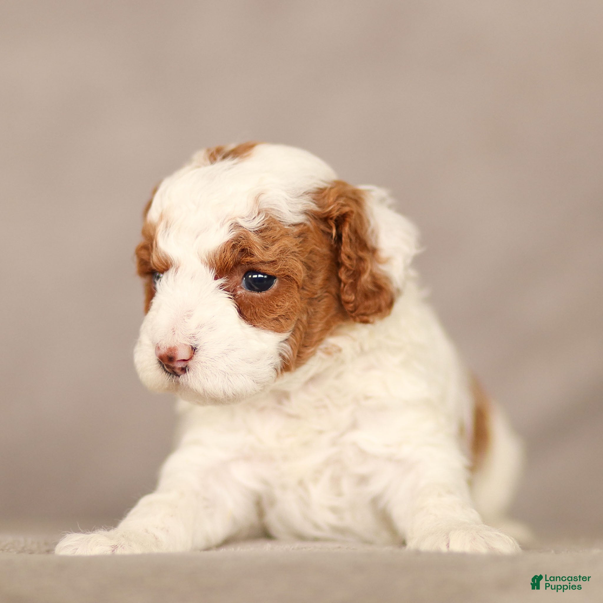 Standard Poodle dogs Belle Poodle Puppy  - Ad 2