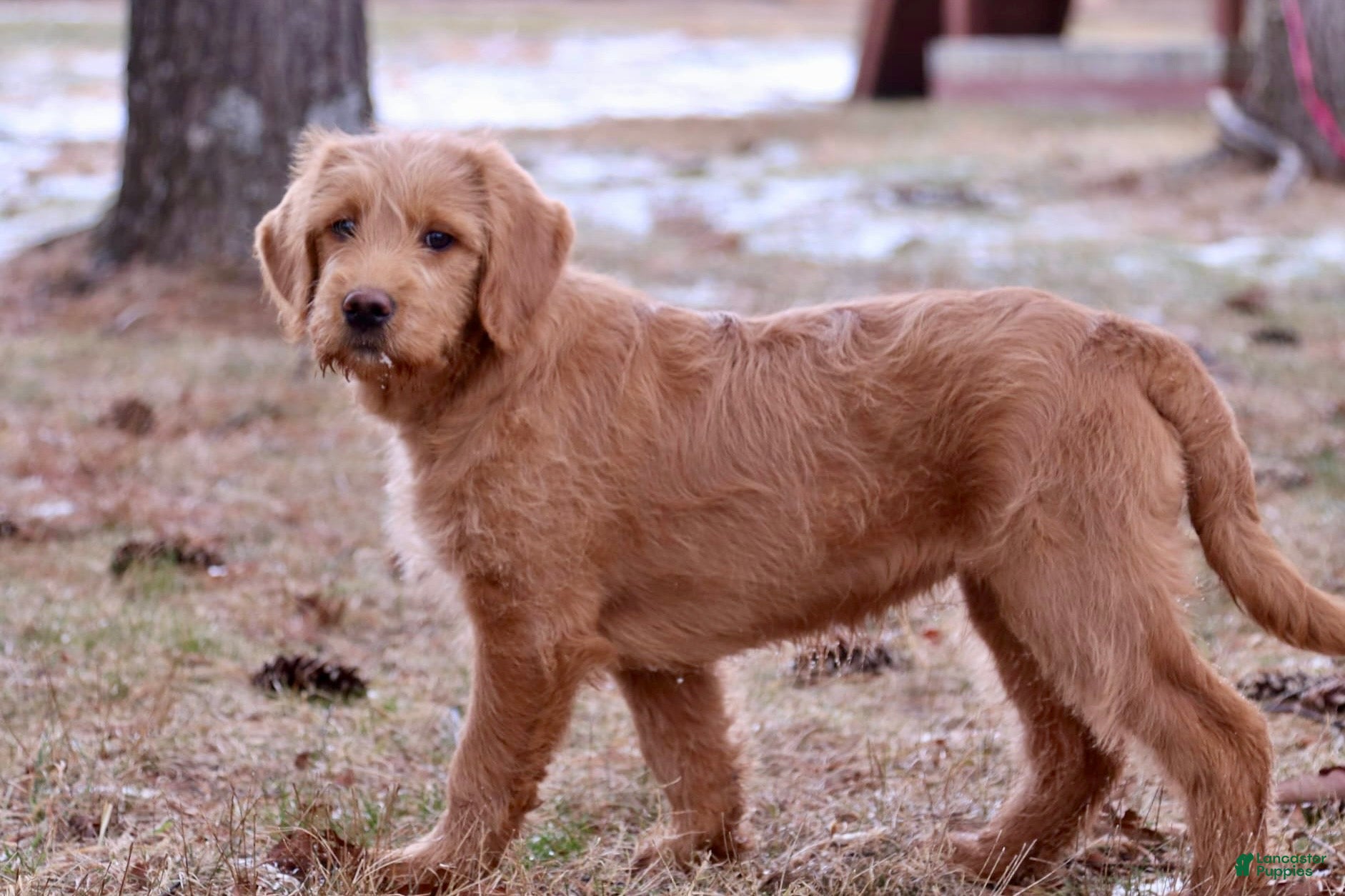 Labradoodle dogs Jade  - Ad 1