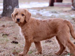 Labradoodle dogs Jade - Ad 15