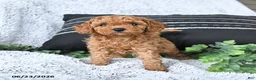 Toy Poodle dogs for sale: Rusty - Ad 3