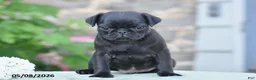 Pug dogs for sale: Trooper - Ad 7