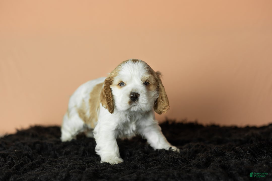 Cocker Spaniel dogs for sale: Pickles - Ad 4