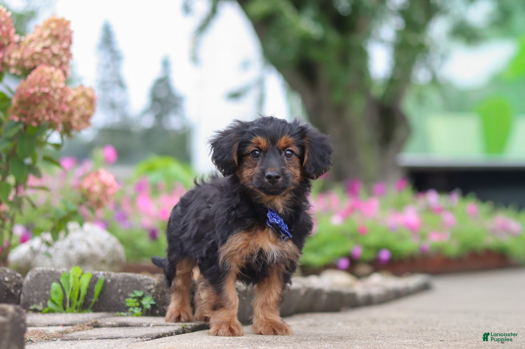 Patter (Yorkiepoo, Male) in Sugarcreek, OH