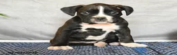 Boxer dogs for sale: Rhett - Ad 2