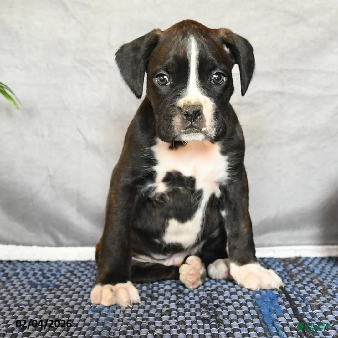 Boxer dogs for sale: Rhett - Ad 2