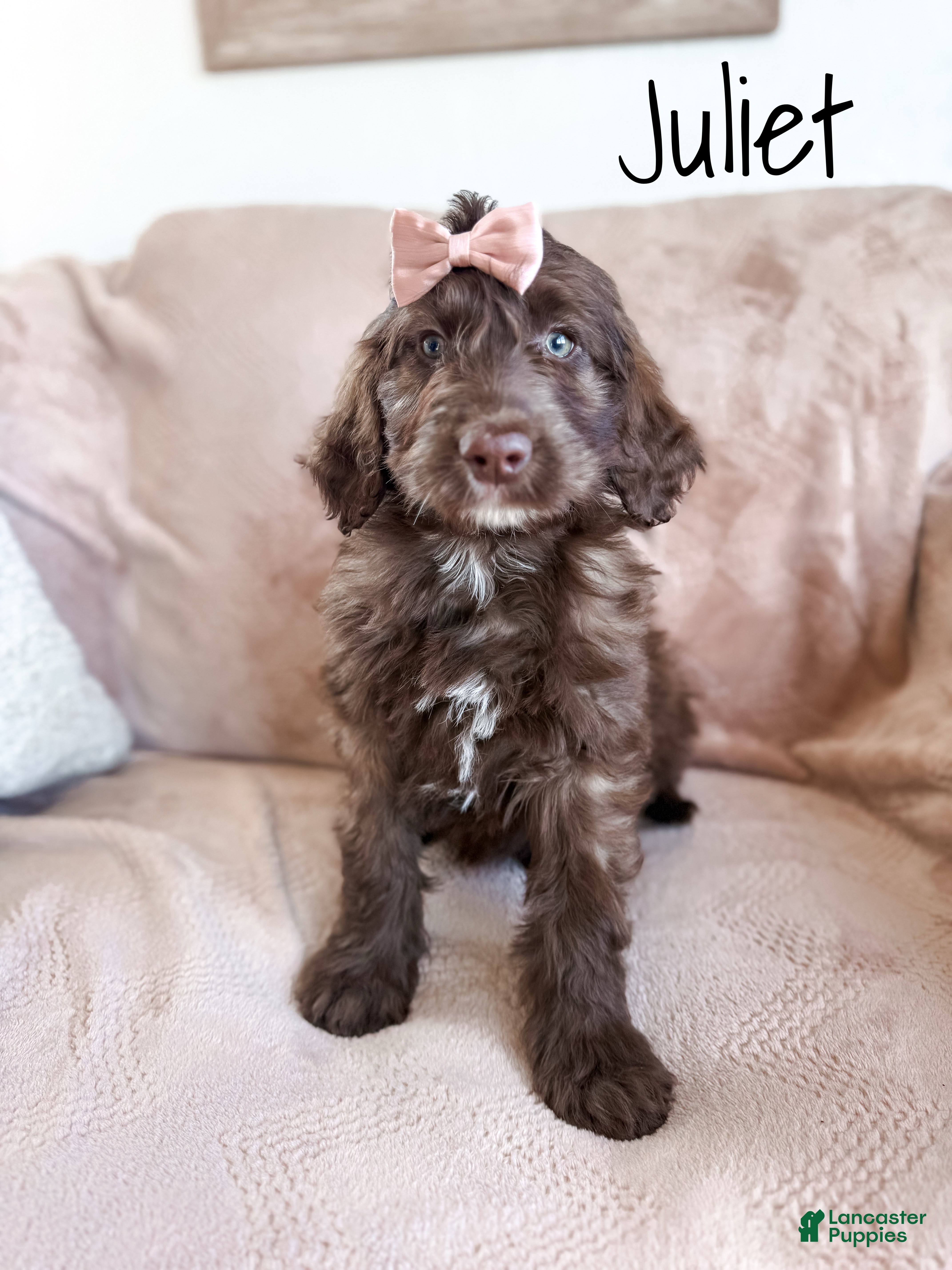 Aussiedoodle dogs Juliet - Ad 23