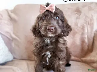 Aussiedoodle dogs Juliet - Ad 23