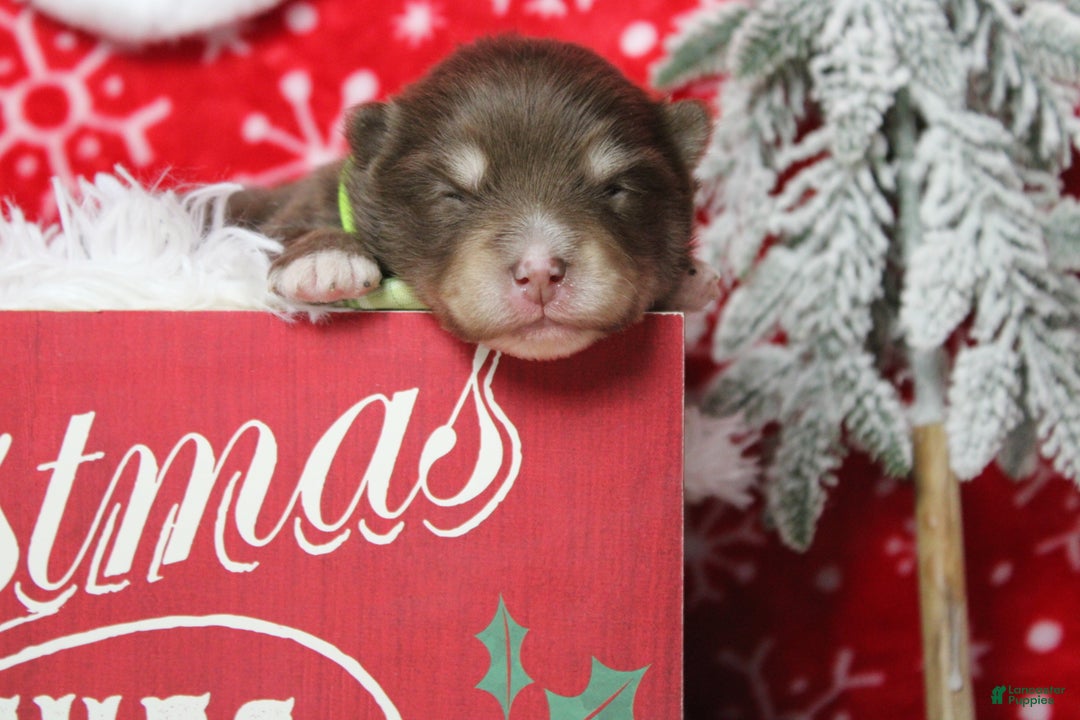 Pomsky dogs for sale: Huey  - Ad 2