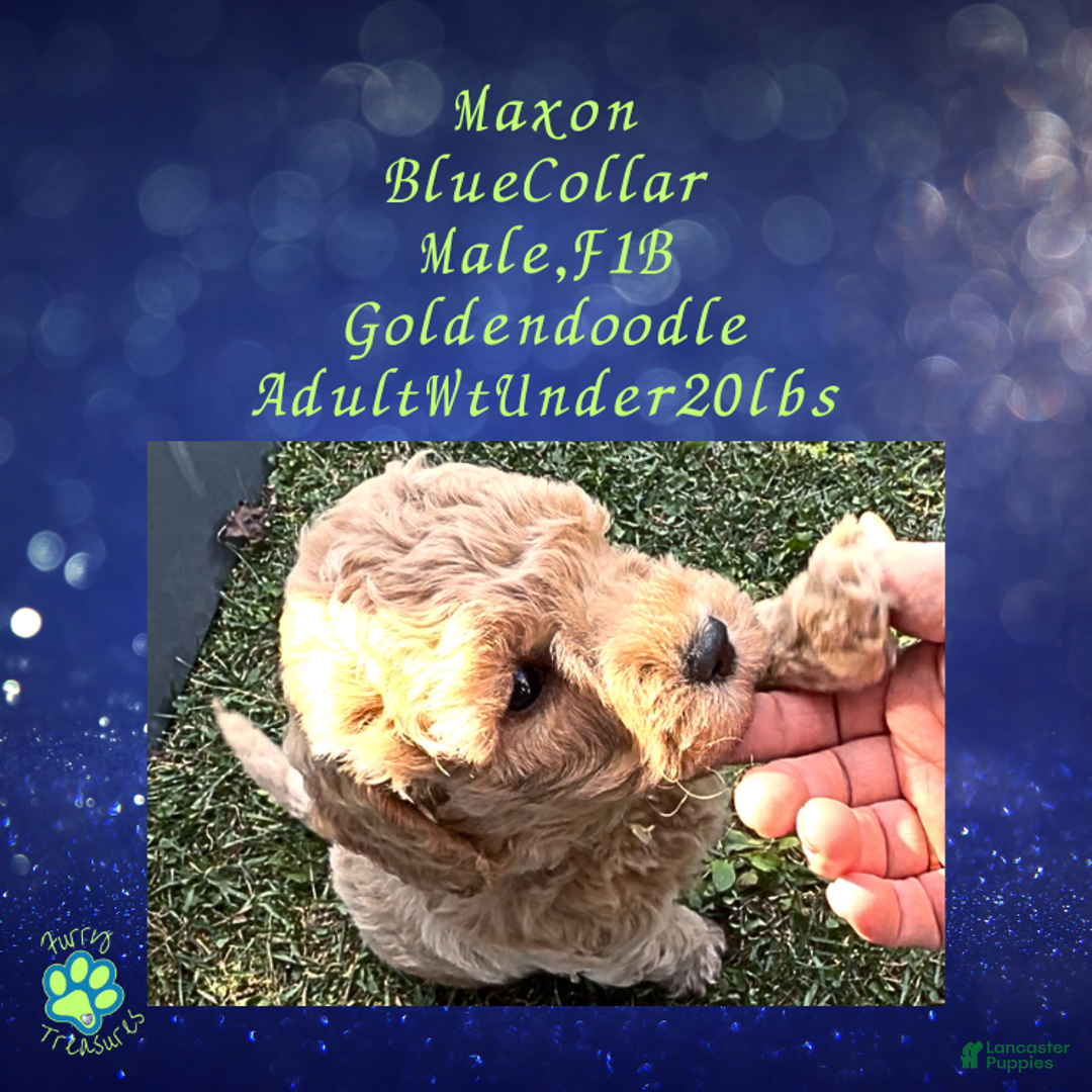 Goldendoodle dogs for sale: Maxon “ Blue Collar” Male - Ad 10