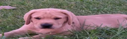 Labrador Retriever dogs for sale: Labrador Retriever 2Meet Your New Best Friend! Beautiful Yellow Male Labrador Retriever Puppies Available 💛 - Ad 12