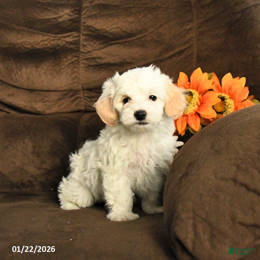Maltipoo dogs Maggie - Ad 37