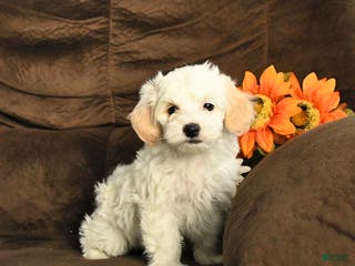 Maltipoo dogs Maggie - Ad 37