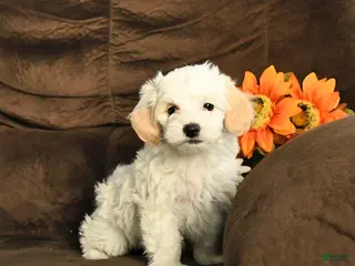 Maltipoo dogs Maggie - Ad 41
