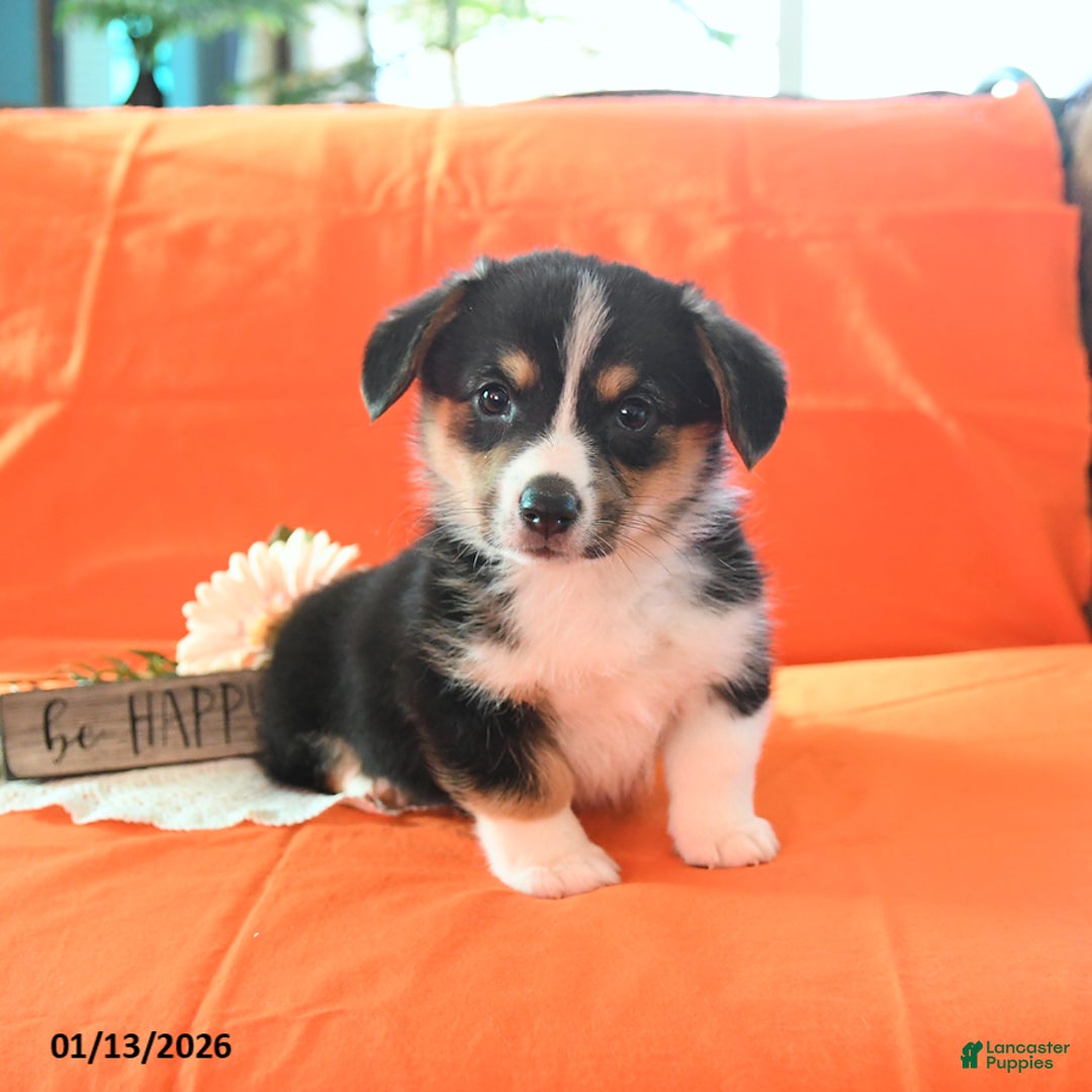 Welsh Corgi Pembroke dogs for sale: Pepper - Ad 2