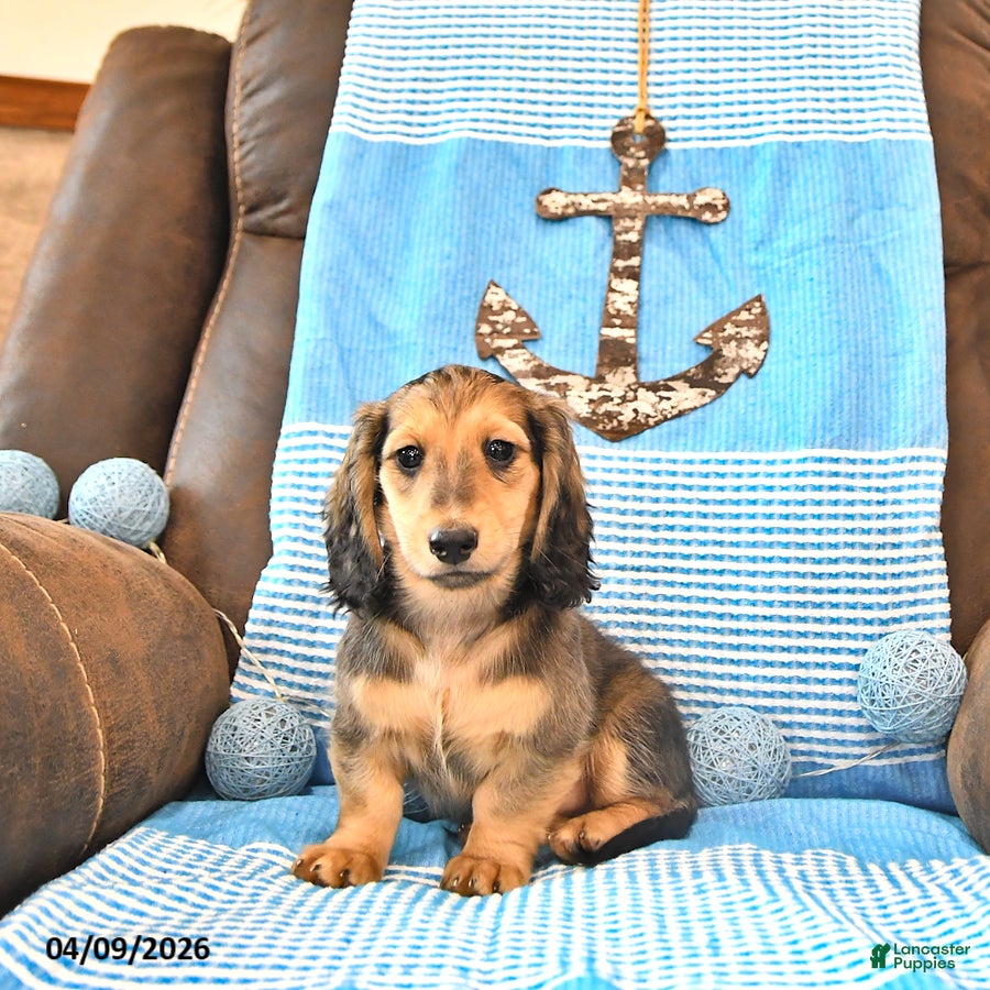 Miniature Dachshund dogs Braxton - Ad 1