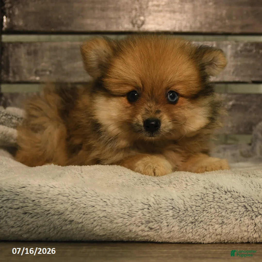 Pomeranian dogs for sale: Patty - Ad 2