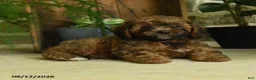 Cavapoo dogs for sale: River - Ad 4