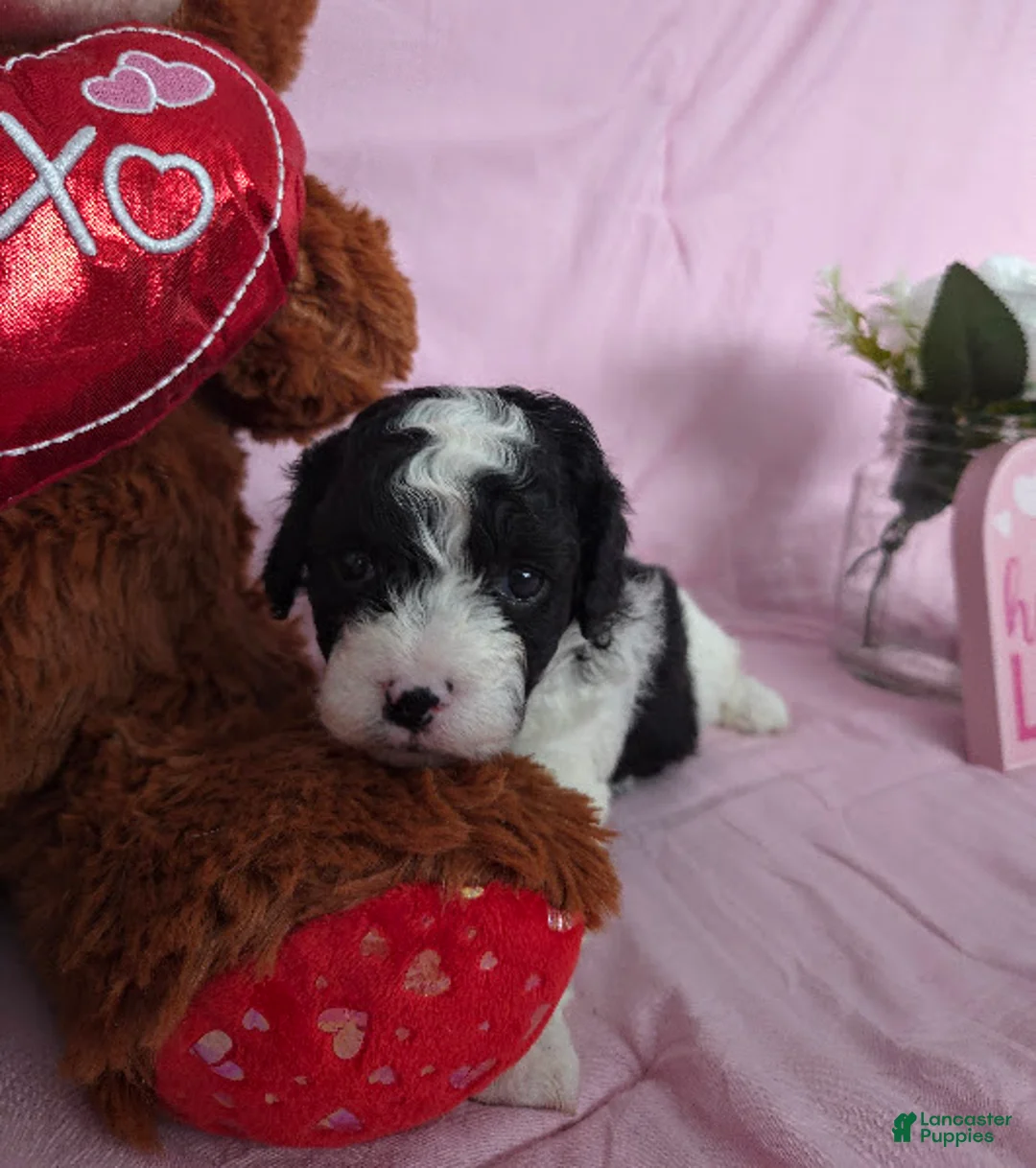 Cavapoo dogs for sale: Captain - Ad 6