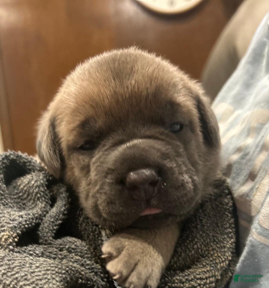 Cane Corso dogs for sale: Grey collar- male - Ad 10