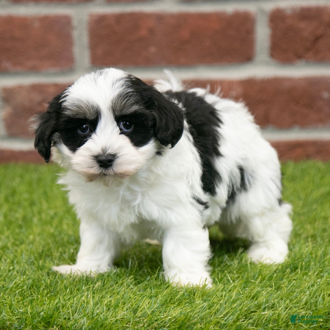 Havapoo dogs for sale: Leo - Ad 6