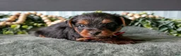 Yorkshire Terrier dogs for sale: Hunter - Ad 3