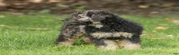 Miniature Poodle dogs for sale: Misty Miniature Poodle  - Ad 3