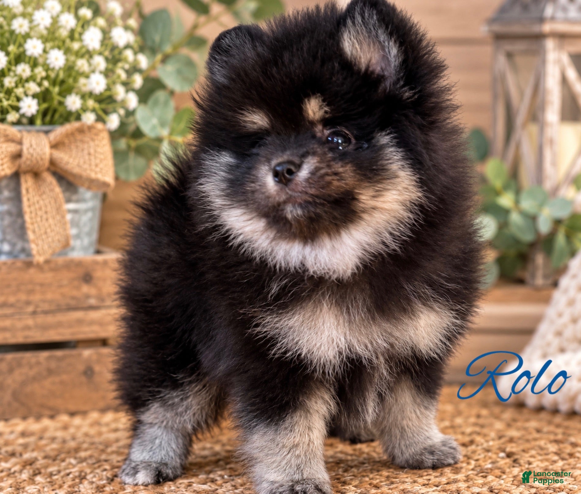 Pomeranian dogs for sale: Pomeranian 1 - Ad 2