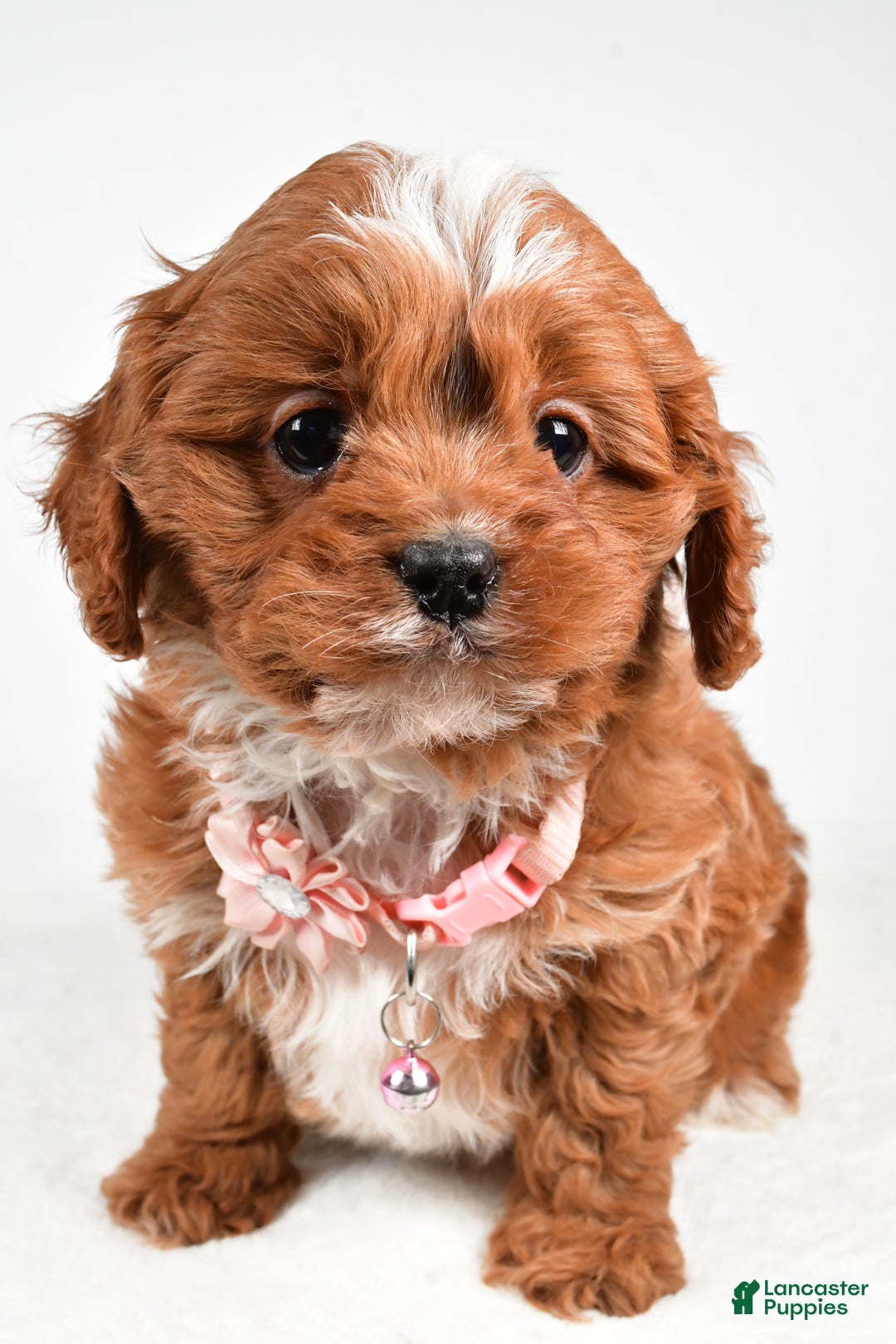 Cavapoo dogs for sale: Ruby - Ad 8