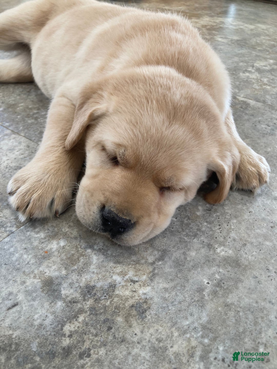 Labrador Retriever dogs for sale: Mitchell - Ad 4
