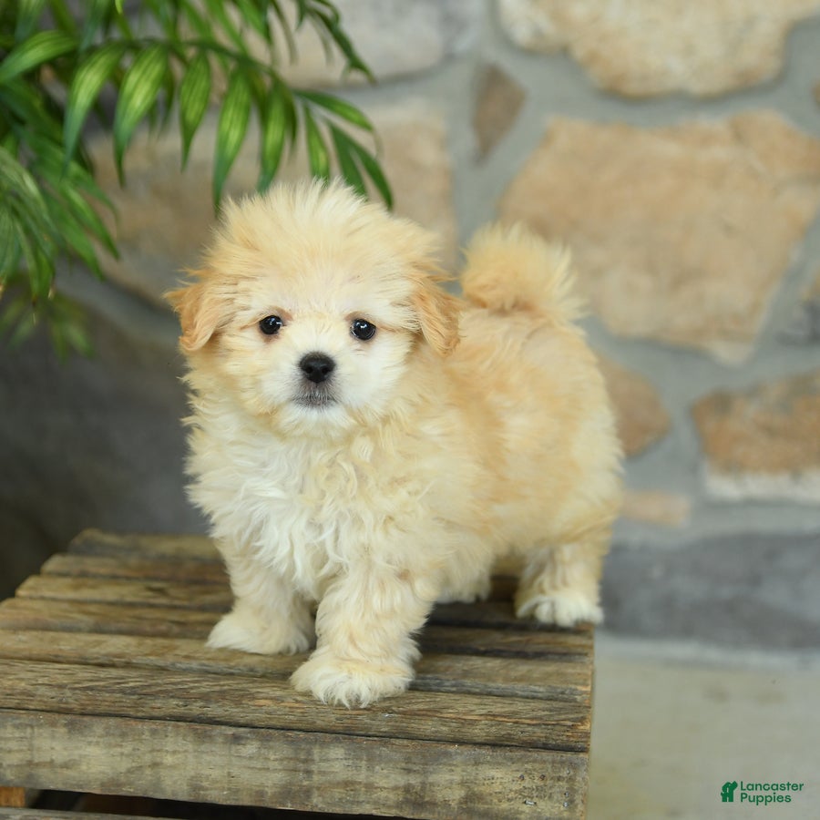 Teddy Bear dogs for sale: Tessa - Ad 3
