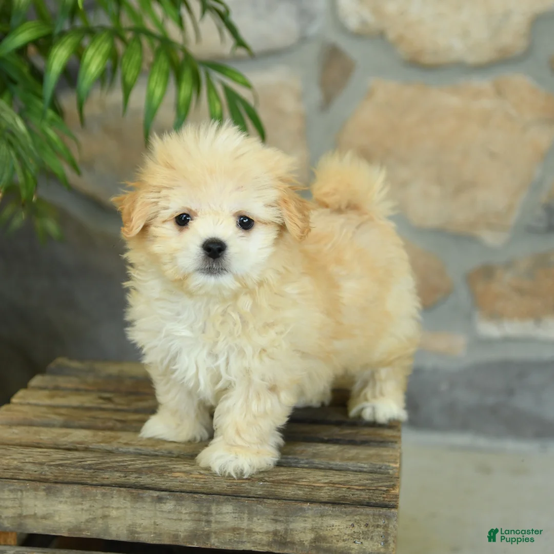Teddy Bear dogs for sale: Tessa - Ad 1