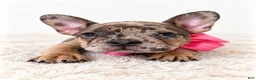 French Bulldog dogs for sale: Monroe - Ad 3