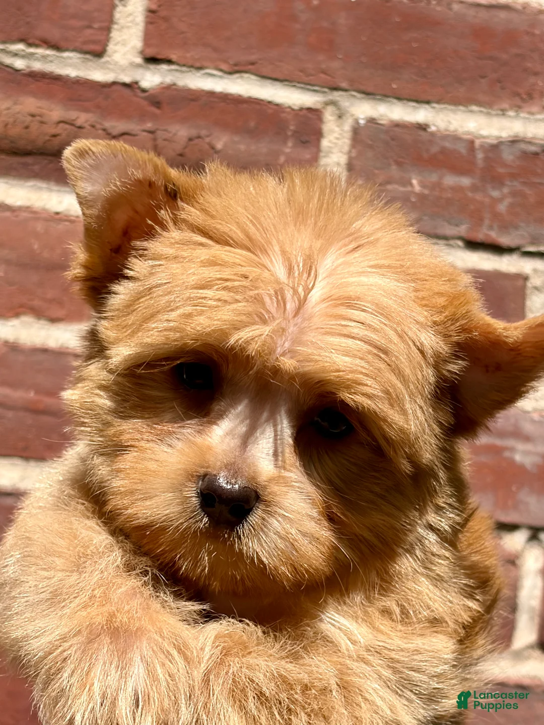 Yorkshire Terrier dogs for sale: Milo - Ad 1