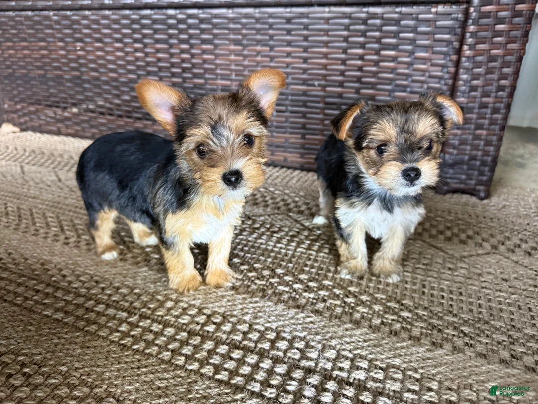 Yorkshire Terrier dogs for sale: Yorkshire Terrier Puppy 1 - Ad 4