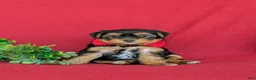 Shorkie dogs for sale: MacDuff Hypoallergenic - Ad 4