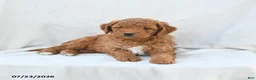 Mini Goldendoodle dogs for sale: Penny - Ad 2