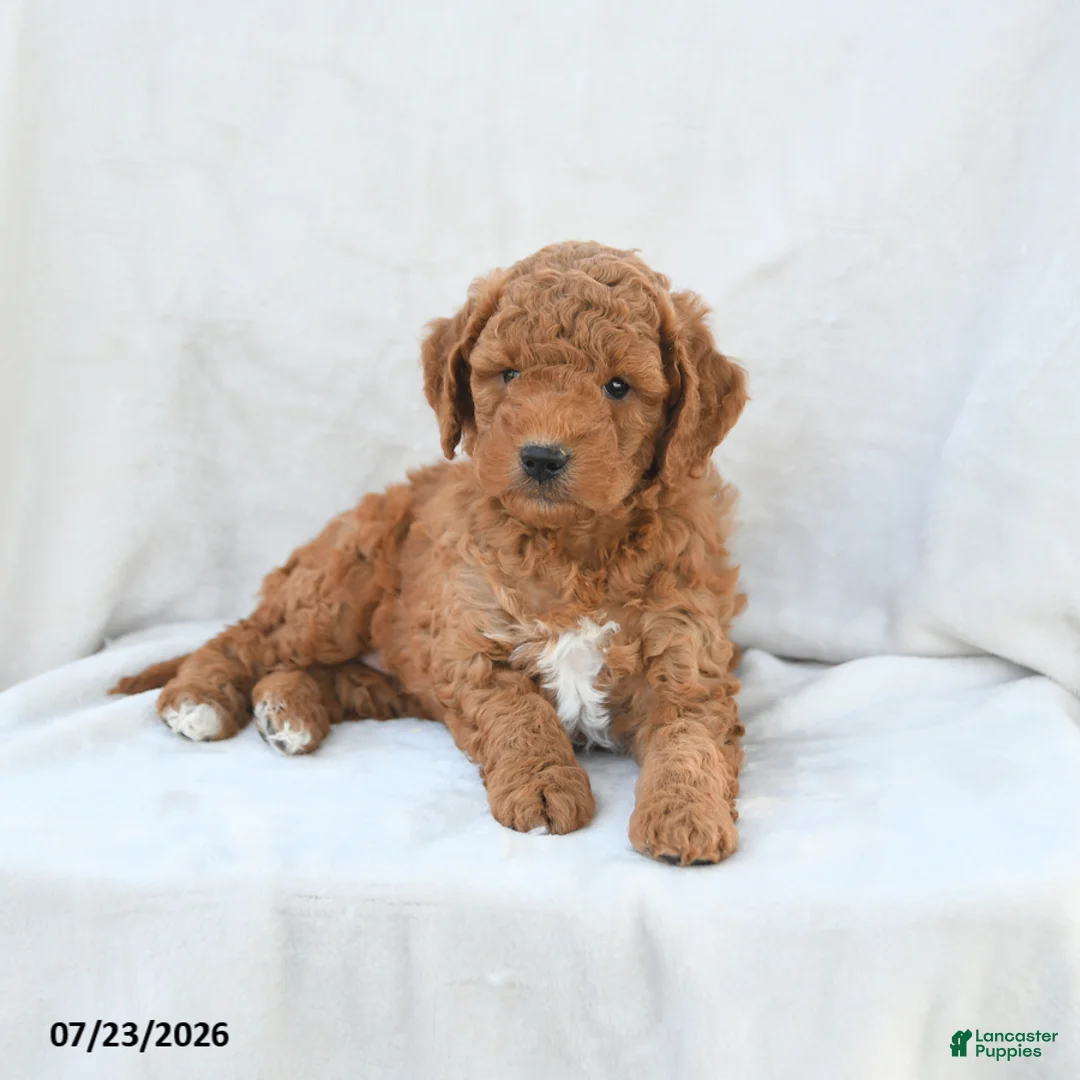 Mini Goldendoodle dogs for sale: Penny - Ad 2